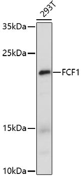 FCF1 Rabbit pAb