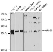 MRPS7 Rabbit pAb