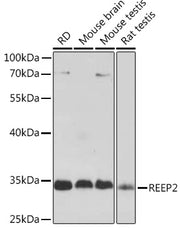 REEP2 Rabbit pAb