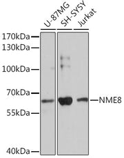 NME8 Rabbit pAb