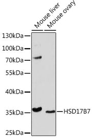HSD17B7 Rabbit pAb