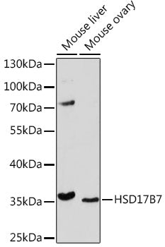 HSD17B7 Rabbit pAb