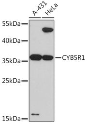 CYB5R1 Rabbit pAb
