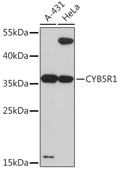 CYB5R1 Rabbit pAb