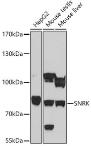 SNRK Rabbit pAb