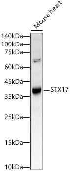 STX17 Rabbit pAb