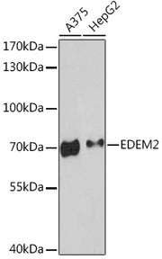 EDEM2 Rabbit pAb