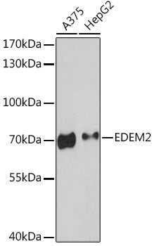 EDEM2 Rabbit pAb