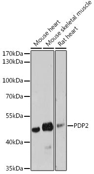 PDP2 Rabbit pAb