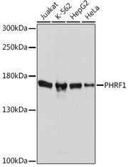 PHRF1 Rabbit pAb