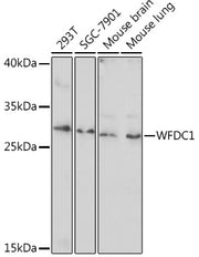 WFDC1 Rabbit pAb