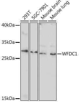 WFDC1 Rabbit pAb
