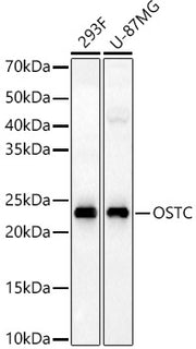 OSTC Rabbit pAb