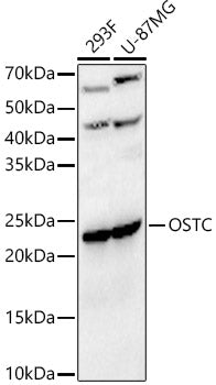 OSTC Rabbit pAb