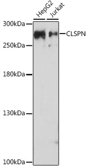 CLSPN Rabbit pAb