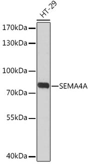 SEMA4A Rabbit pAb