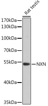 NXN Rabbit pAb