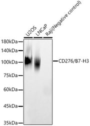 CD276/B7-H3 Rabbit pAb