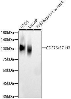 CD276/B7-H3 Rabbit pAb