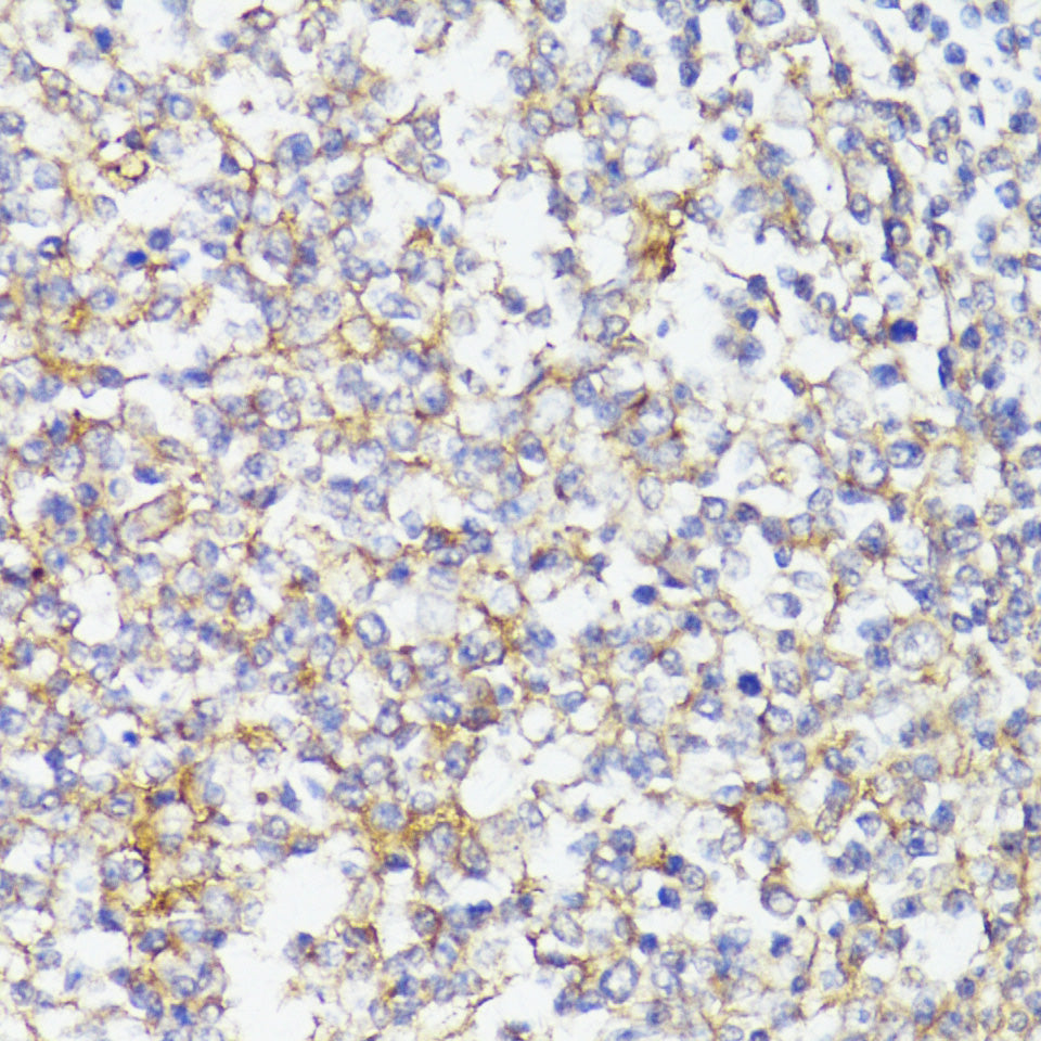 CD276/B7-H3 Rabbit pAb