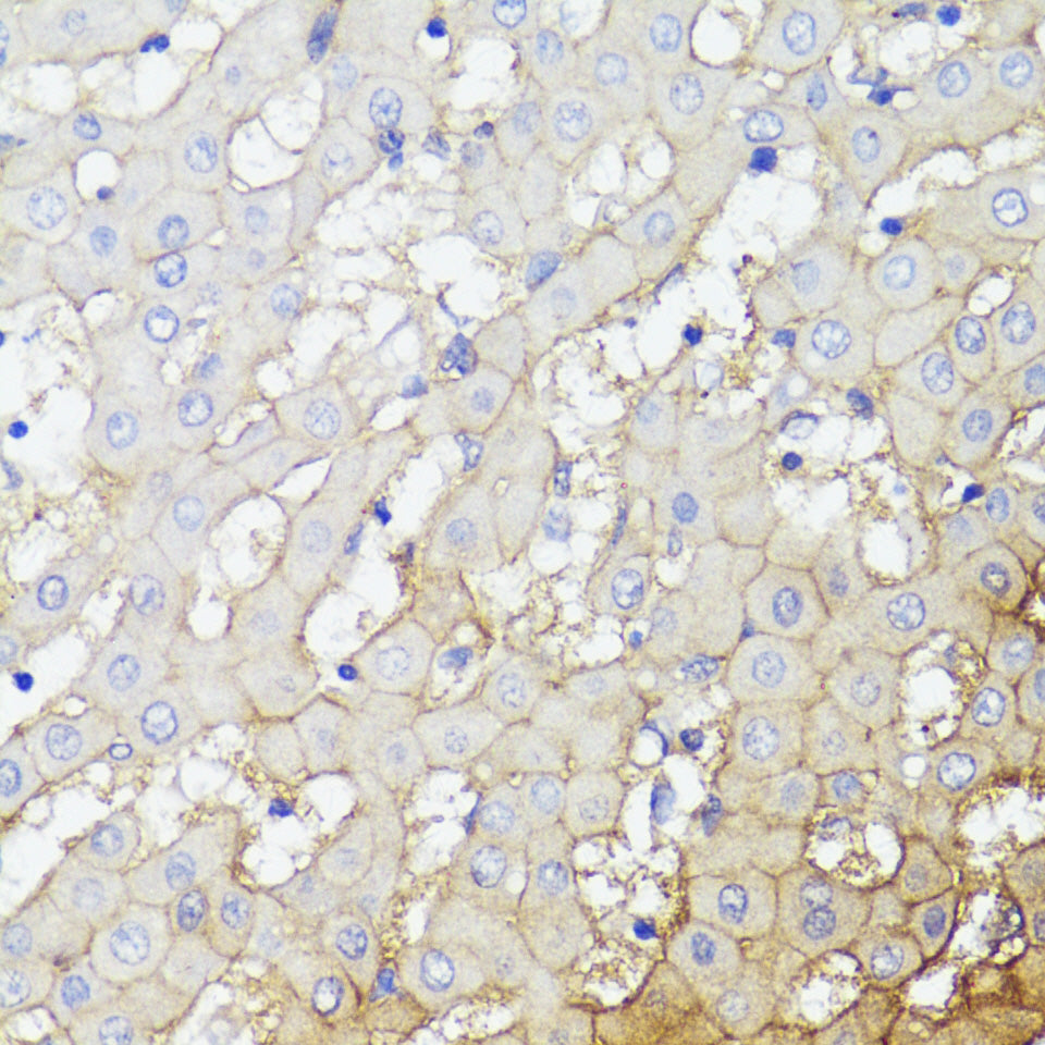 CD276/B7-H3 Rabbit pAb