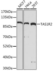 TAS1R2 Rabbit pAb