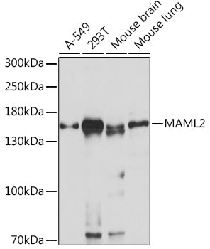 MAML2 Rabbit pAb