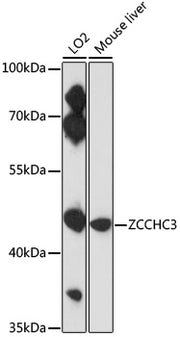 ZCCHC3 Rabbit pAb