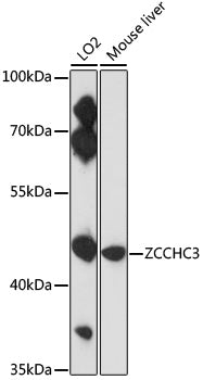 ZCCHC3 Rabbit pAb
