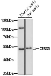 CERS5 Rabbit pAb