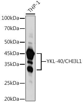 YKL-40/CHI3L1 Rabbit pAb