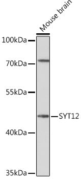 SYT12 Rabbit pAb