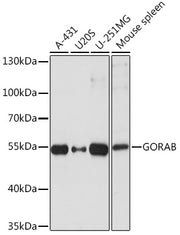 GORAB Rabbit pAb