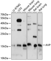 AVP Rabbit pAb