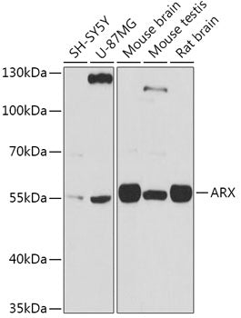ARX Rabbit pAb