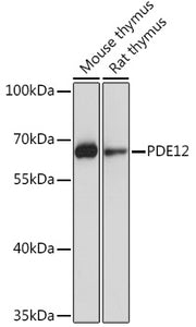 PDE12 Rabbit pAb
