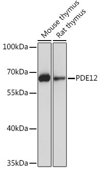 PDE12 Rabbit pAb