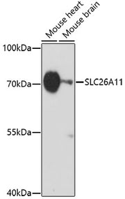 SLC26A11 Rabbit pAb
