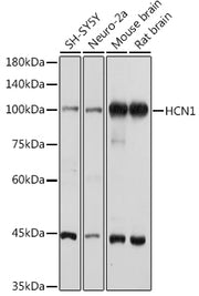 HCN1 Rabbit pAb