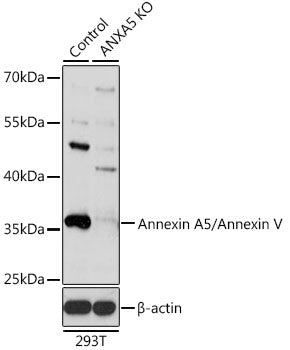 [KO Validated] Annexin A5/Annexin V Rabbit pAb