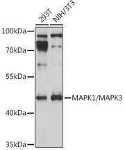 MAPK1/MAPK3 Rabbit pAb