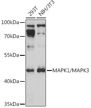 MAPK1/MAPK3 Rabbit pAb