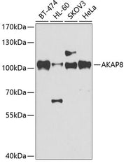 AKAP8 Rabbit pAb