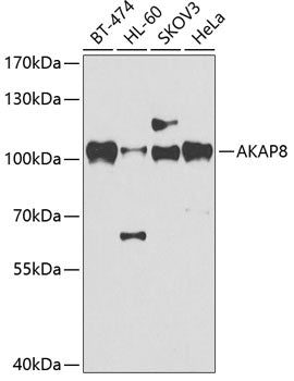 AKAP8 Rabbit pAb