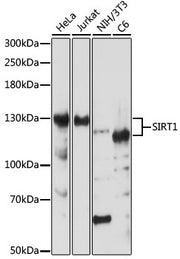 [KO Validated] SIRT1 Rabbit pAb