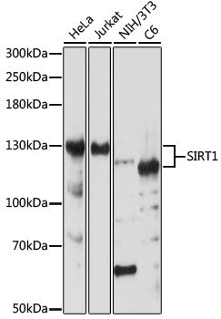 [KO Validated] SIRT1 Rabbit pAb