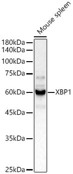 XBP1 Rabbit pAb