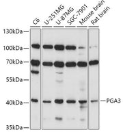 PGA3 Rabbit pAb