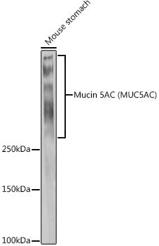 Mucin 5AC Rabbit pAb