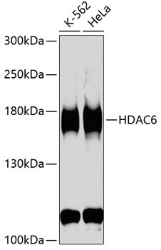 HDAC6 Rabbit pAb